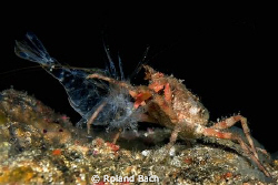 Wrinkled crab vs shrimp. This photo has been realized in ... by Roland Bach 